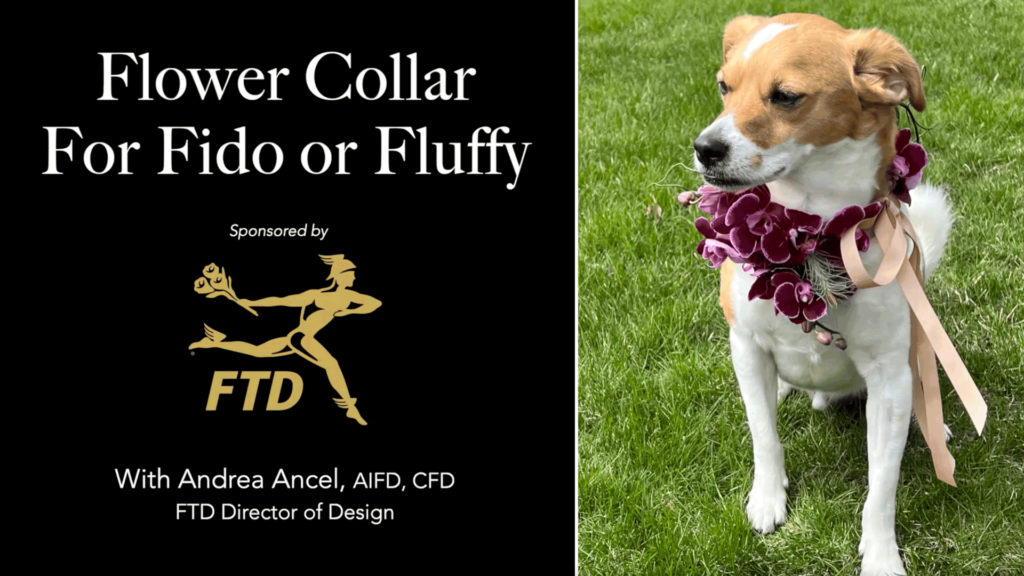 FTD Dog Collar thumbnail