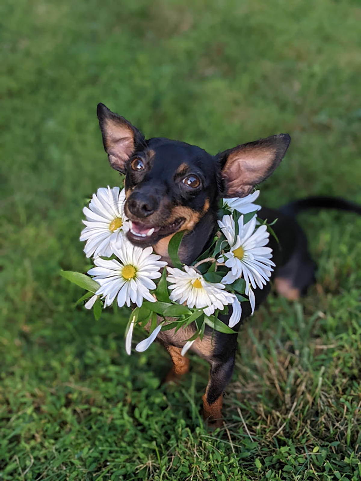Pets and Petals | Florists' Review