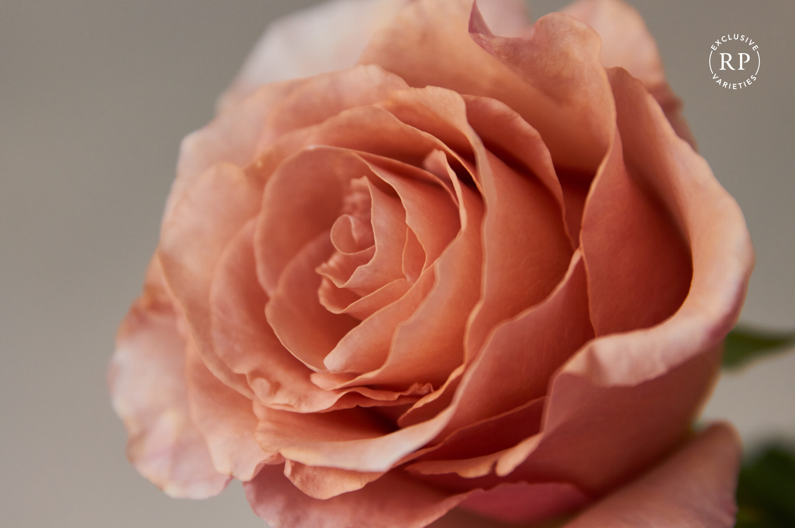 Rosa rose naked