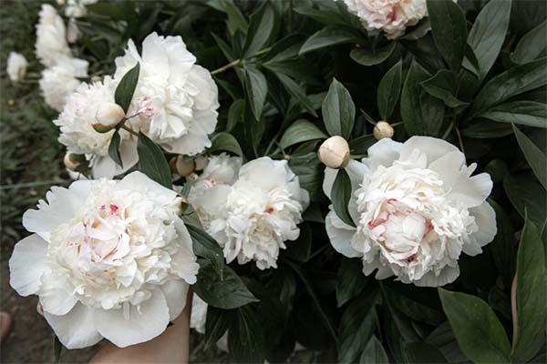 peony plant in white