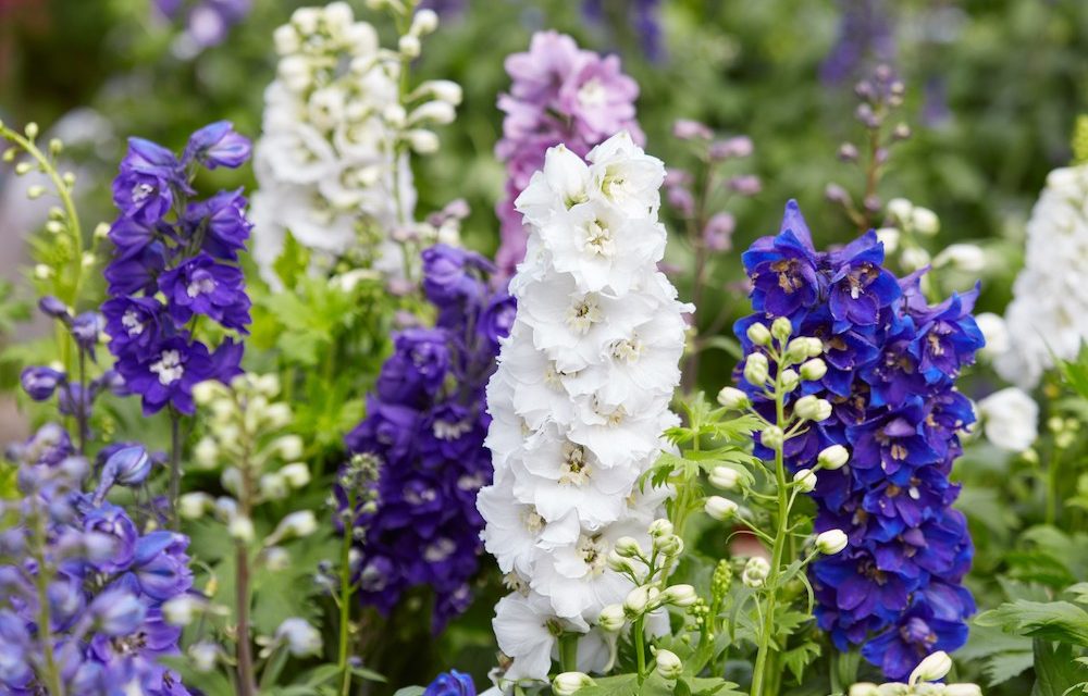 Delphinium, the Birth Flower of July