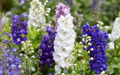 Delphinium, the Birth Flower of July