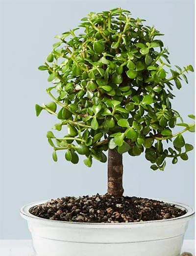 jade bonsai