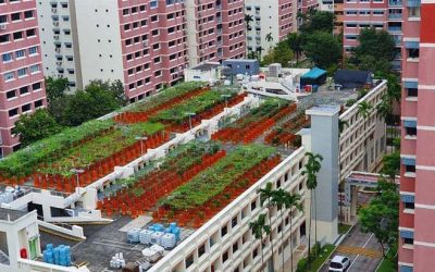 How Singapore is turning multi-storey car parks into farms
