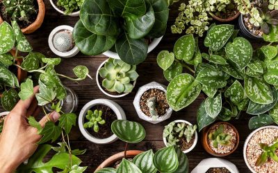 Houseplant Trends and Marketing Tips