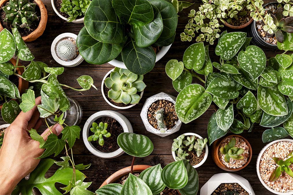 Houseplant Trends and Marketing Tips