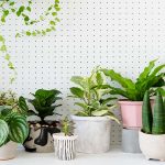 Health Benefits of Indoor Plants