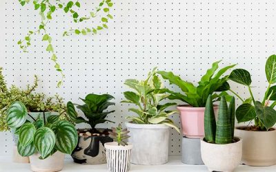 Studies Confirm Houseplants Power for Prosperity and Health