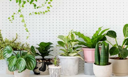 Health Benefits of Indoor Plants