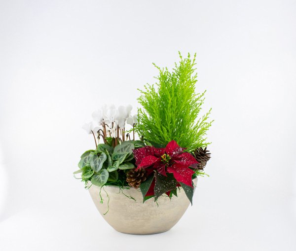 holiday arrangement plants