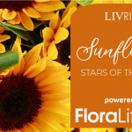 Sunflowers: Stars of the Fall