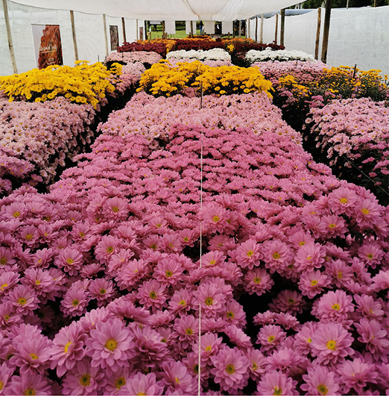 In Season Chrysanthemum