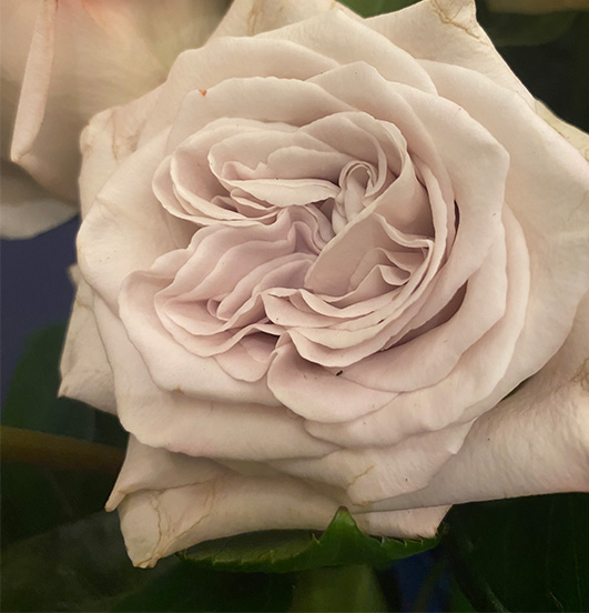 Alexandra Farms Garden Rose Wins Best In Class at SAF’s Outstanding Varieties Competition
