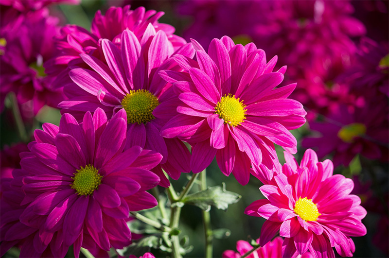 In Season Chrysanthemum