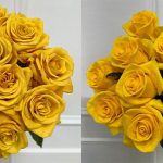 Rio Roses Introduces Two New Yellow Rose Varieties