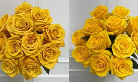 Rio Roses Introduces Two New Yellow Rose Varieties