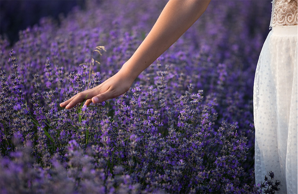 Lavender Now Linked to Romance