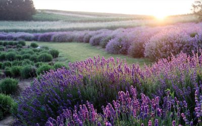 Lavender Now Linked to Romance