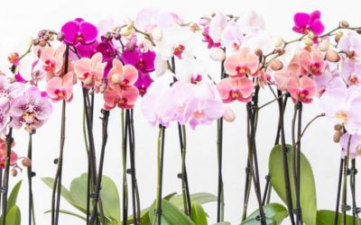 How Sustainable Practices Helps Popularize Westerlay Orchids