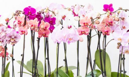 How Sustainable Practices Helps Popularize Westerlay Orchids