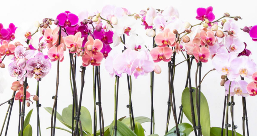 How Sustainable Practices Helps Popularize Westerlay Orchids