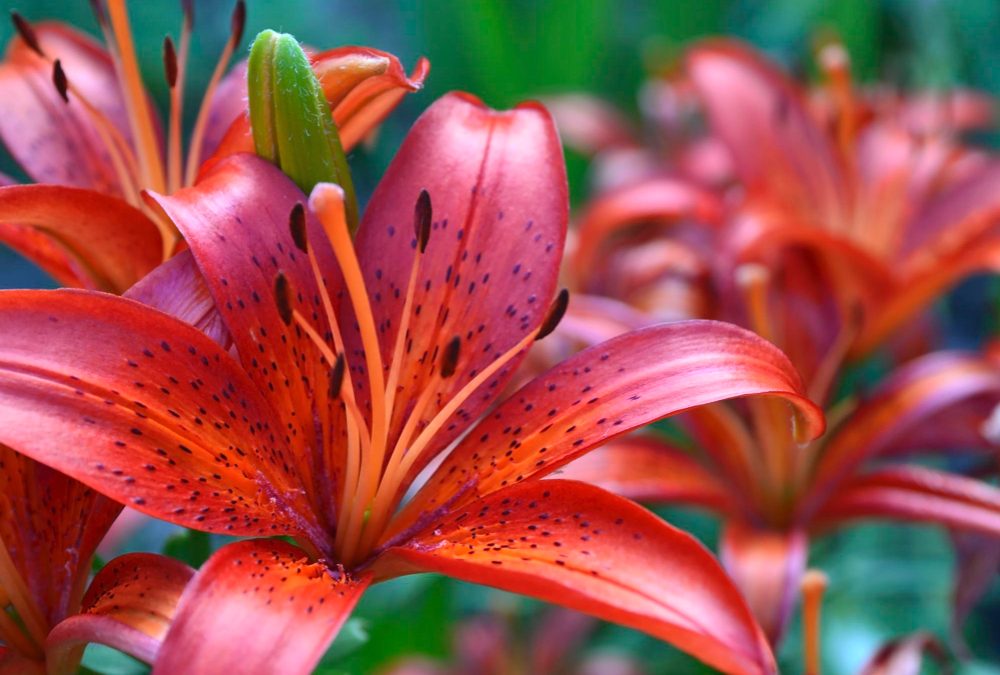 A Florist’s Guide to Lilies