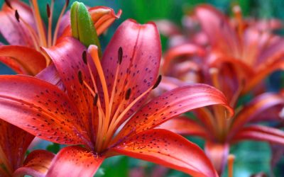 A Florist’s Guide to Lilies