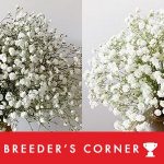 Ball Introduces Polar Bear And Alba Gypsophila Varieties
