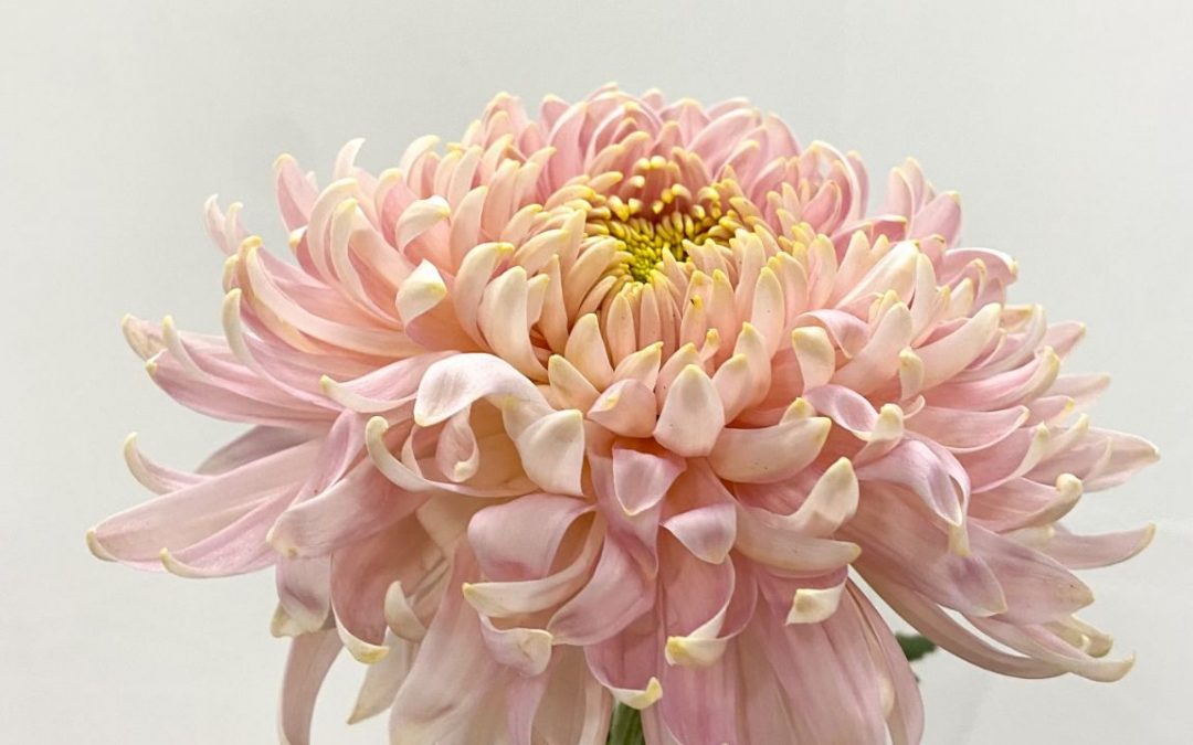Mayesh Announces American Grown Chrysanthemum Partnership