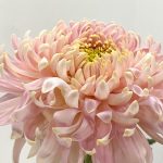 Mayesh Announces American Grown Chrysanthemum Partnership