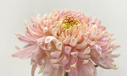 Mayesh Announces American Grown Chrysanthemum Partnership