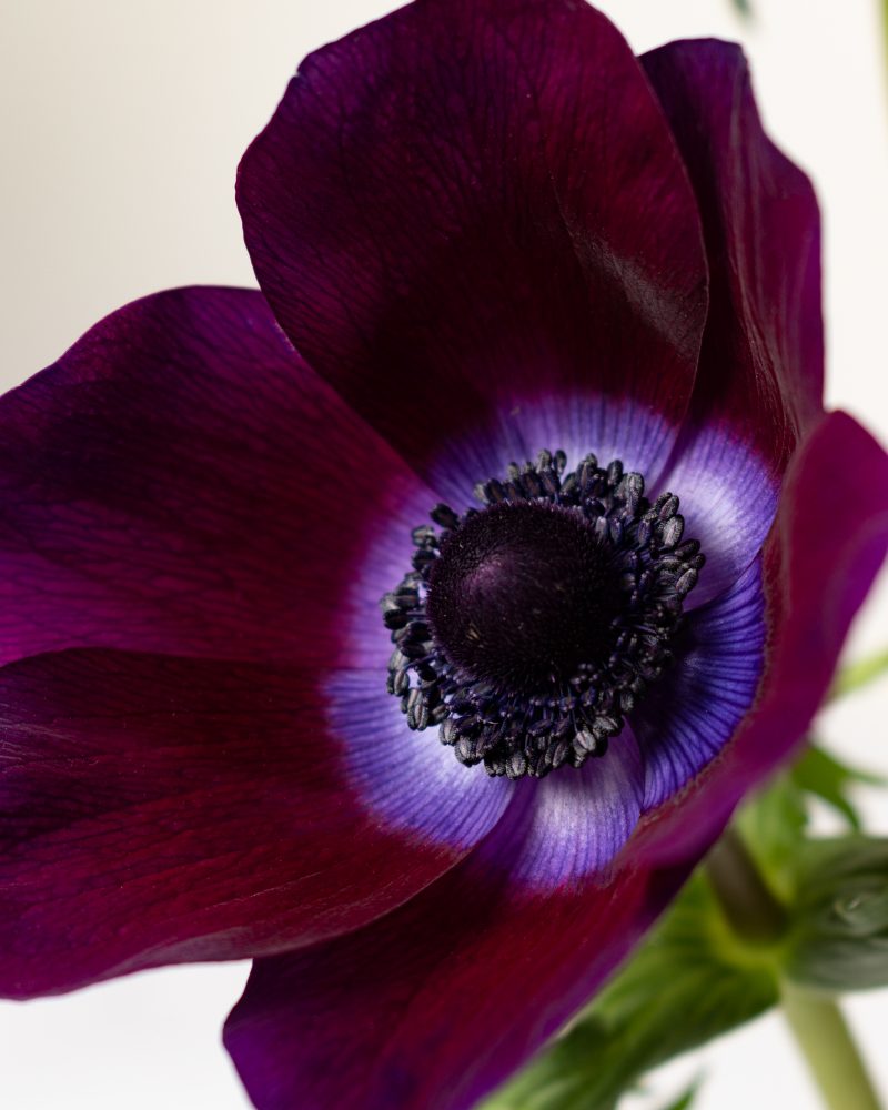 anemone close up