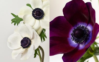 Rosaprima introduces Anemones