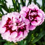 The Carnation Is The Perfect Holiday Bloom