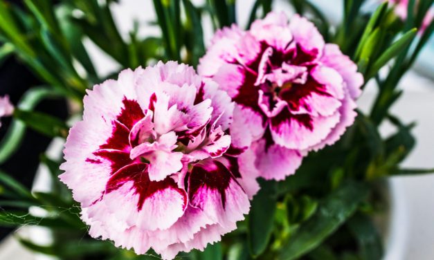 The Carnation Is The Perfect Holiday Bloom