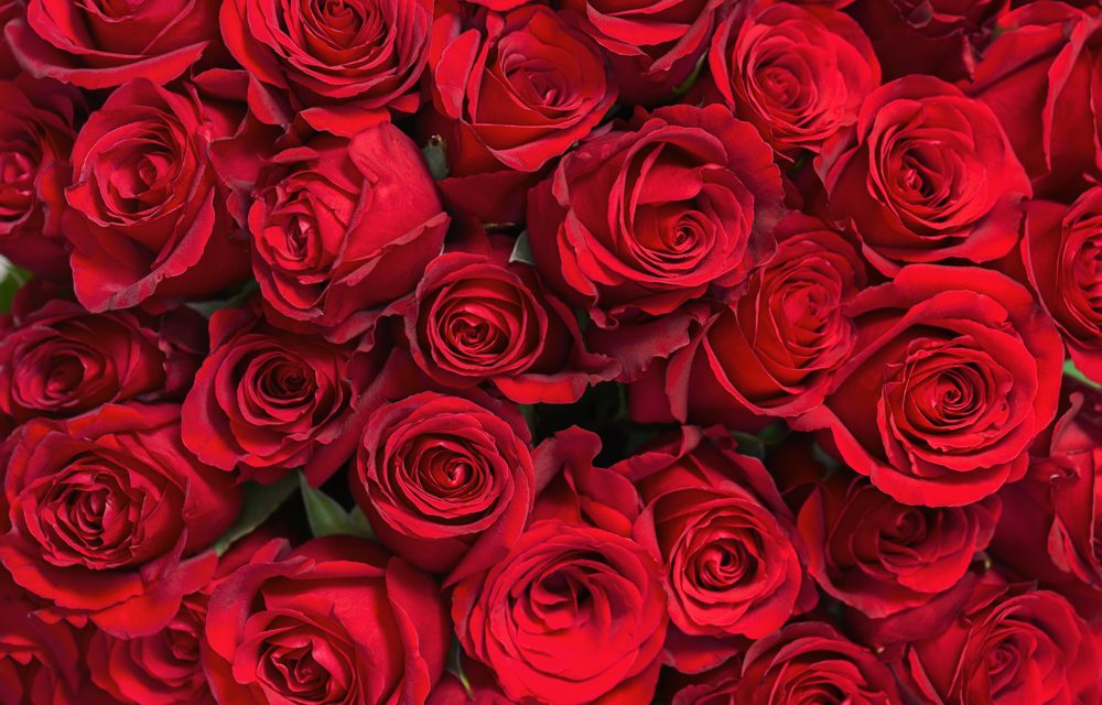 Four Simple Steps for Long-lasting Valentine’s Day Roses