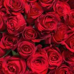 Rose Growers Battle Botrytis