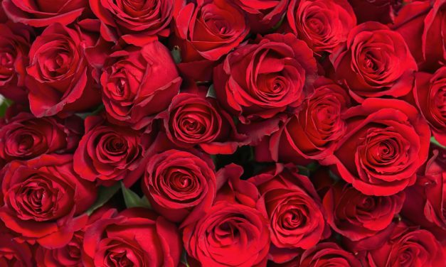 Four Simple Steps for Long-lasting Valentine’s Day Roses