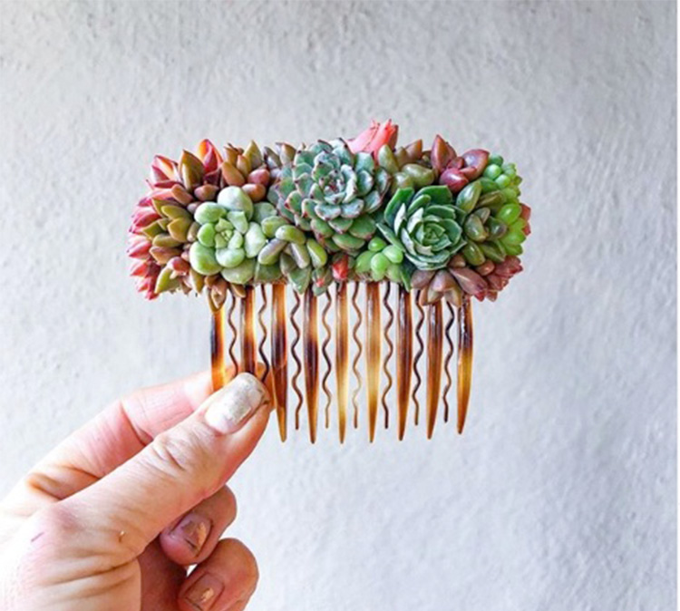 comb with succulents