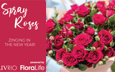 Spray Roses Care and Handling Tips