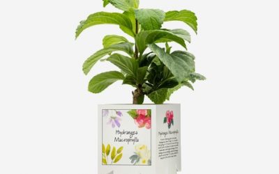 Retail Sleeve offers plastic-free alternative to pots