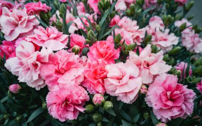 All About Carnations – January’s Flower