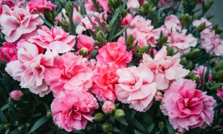 All About Carnations – January’s Flower