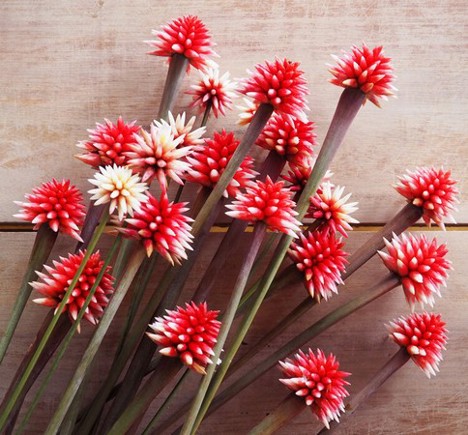 the Inírida flowers