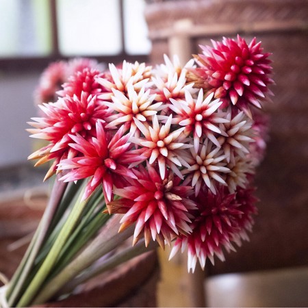 the Inírida flowers