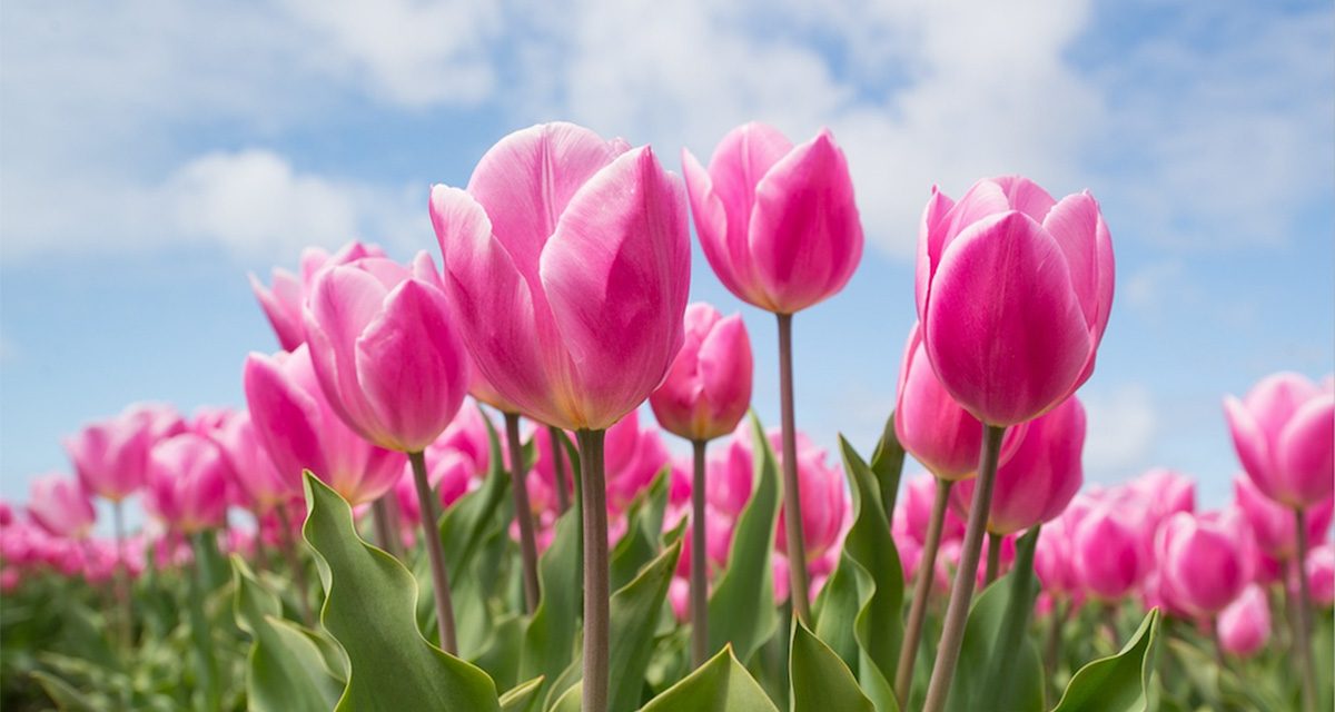 The 8 Greatest Tulip Festivals in the World