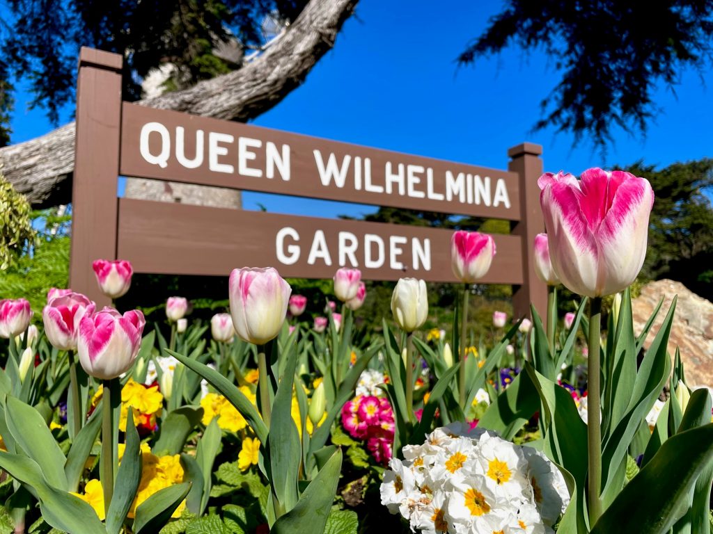 London Breed Tulip