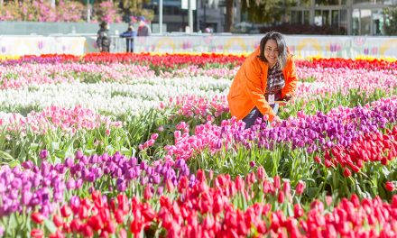 80,000 Tulips to Illuminate San Francisco in Celebration of International Women’s Day