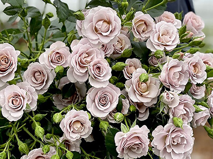 Innocentia Caramel from VIP Roses 
