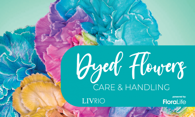 Dyed Flowers Care & Handling
